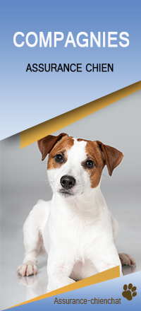 Compagnies Assurance chien.