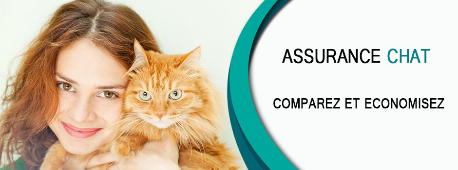 Ce qu'il faut savoir avant de souscrire une assurance chat.