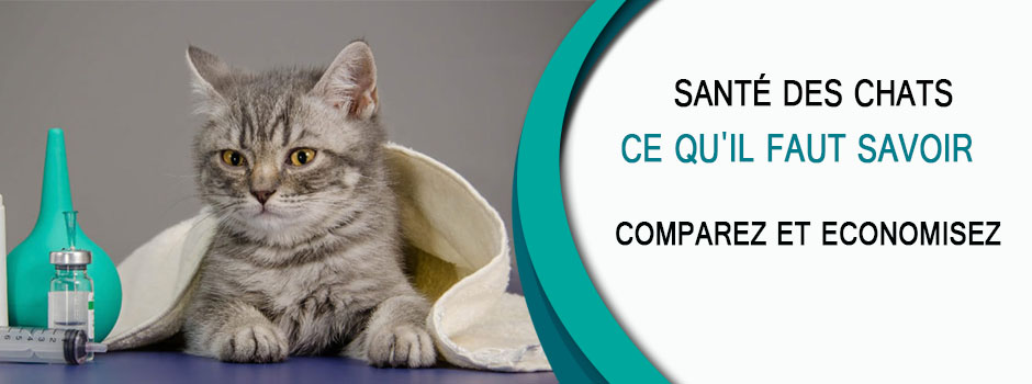 Le bilan de santé et assurance chat.