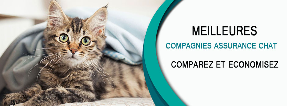 Liste des compagnies d’assurance pour chats.