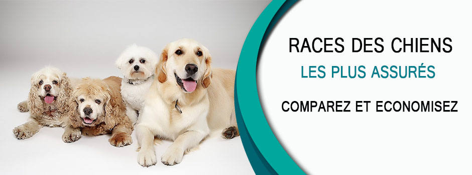 Liste des races assurés par l'assurance chien.
