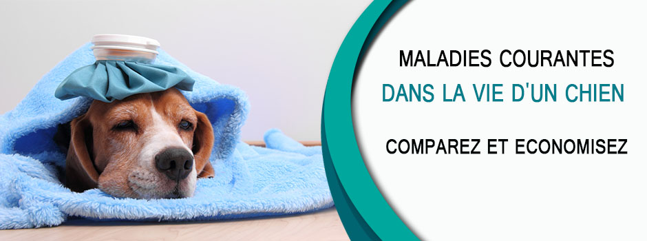 Maladies prises en charge par la mutuelle chien. 